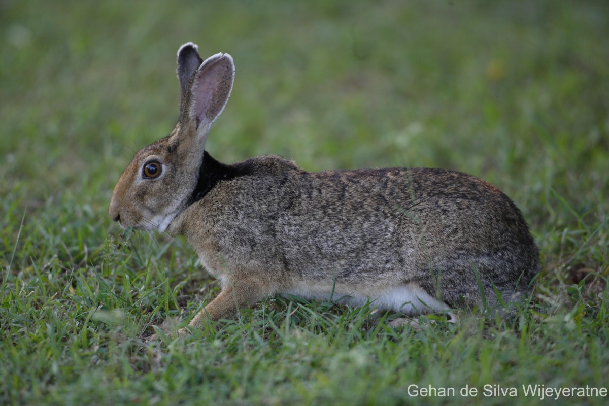 Lepus nigricollis Cuvier, 1823